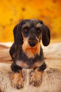Little Grey-haired Dachshund