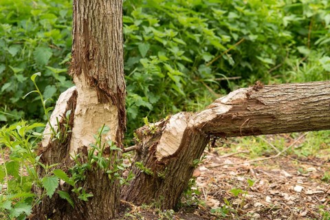 Trees eaten by beavers