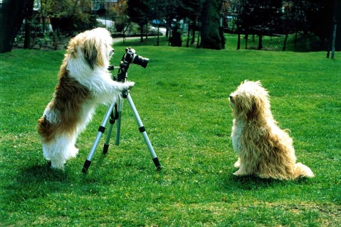 Dog photographed dog