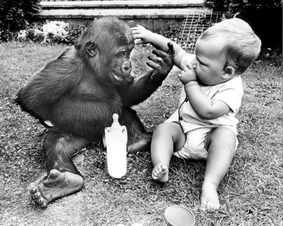 Baby and small gorilla play