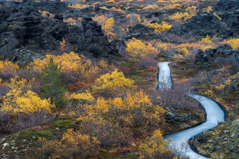 Autumnal vegetation with hiking trail