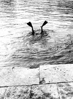 Diver's fins looking out of water ca. 1970's