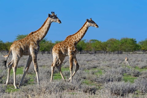 Angolan giraffes (Giraffa camelopardalis angolensis)