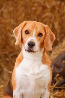 Beagle