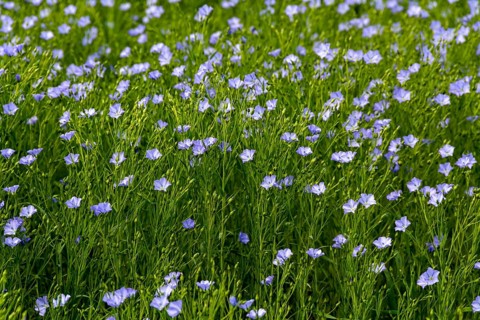 Flax field (Linum usitatissimum) in flower