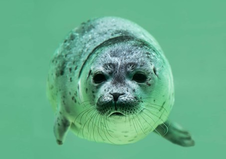 Young Harbor seal (Phoca vitulina) diving in water basin