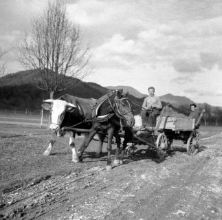 Men driving a carriage with strained horse and cow
