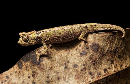 Chameleon (Brookesia superciliaris)