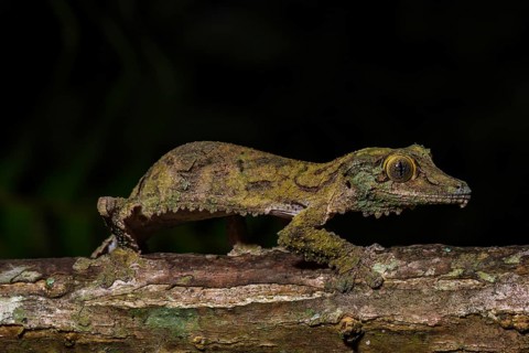 Mossy leaf-tailed gecko (Uroplatus sikorae)