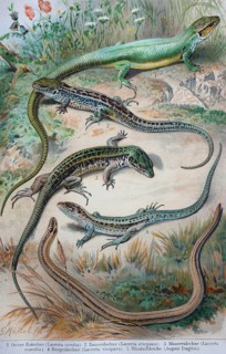 Historical image of various lizards