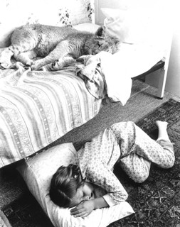 Young lion sleeps in crib