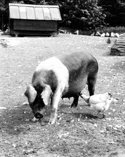 Chicken nibbling on the udder of a pig
