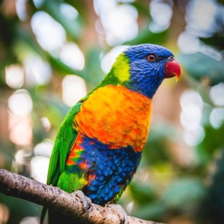 Swainson's Lorikeet (Trichoglossus haematodus moluccanus) sits on branch