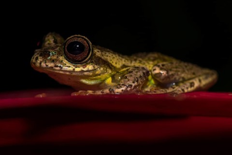 Madagascar frog (Boophis idae) sits on leaf