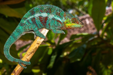 Panther chameleon (Furcifer pardalis)