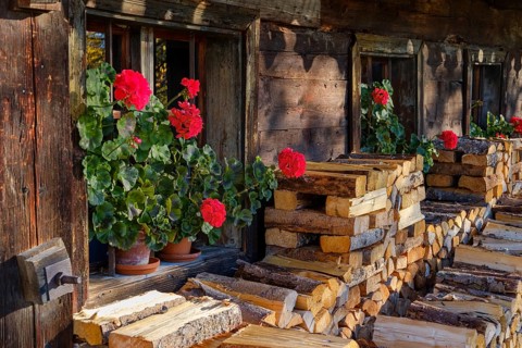 Geraniums and firewood in front of an old farm