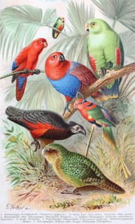 Historical image of various parrots