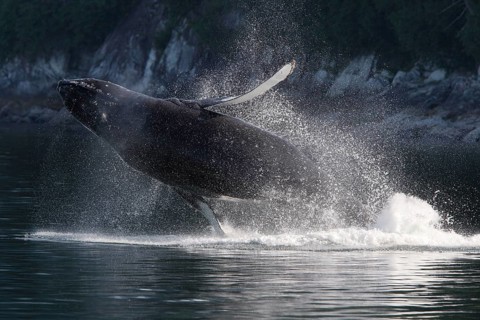 Jumping Humpback whale (Megaptera novaeangliae)