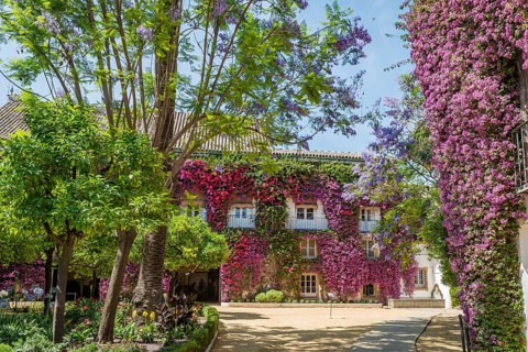 Exterior facade with Bougainvillea
