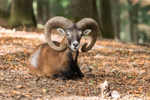 European mouflon (Ovis orientalis musimon)