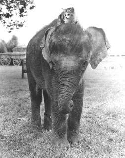 Kitten sits on elephant