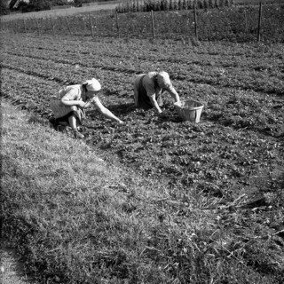 Women harvest vegetables