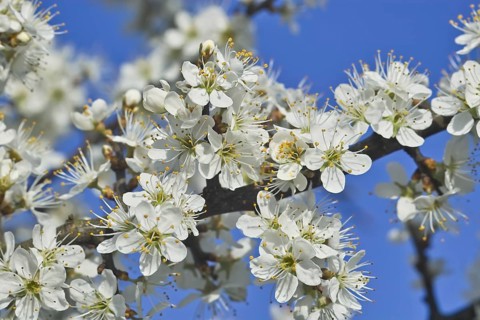 White blossoms