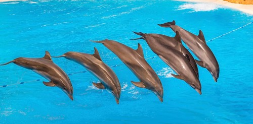 Bottlenose dolphins (Tursiops truncatus) jump out of the water