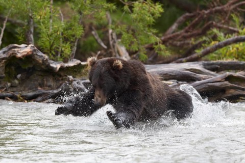 Kamchatka brown bear (Ursus arctos beringianus)