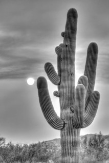 Saguaro (Carnegiea gigantea) with full moon