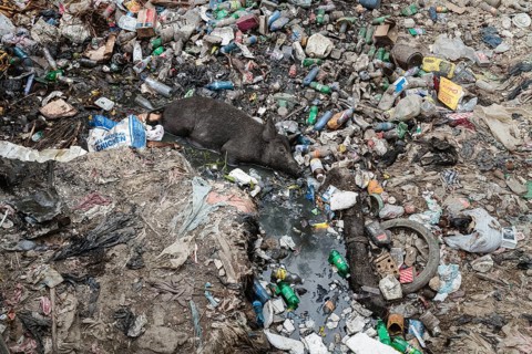 Pigs lying in garbage