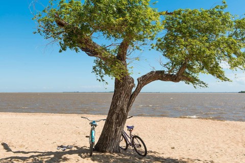 Two bicycles leaning against a tree on the sandy beach of the Rio de la Plata