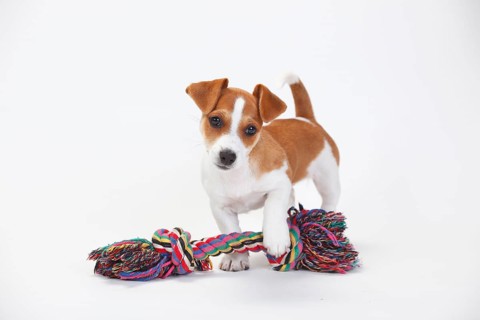 Jack Russell Terrier