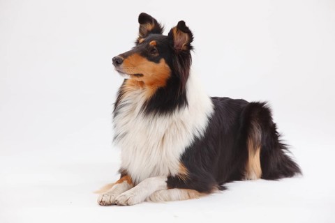 Longhair collie