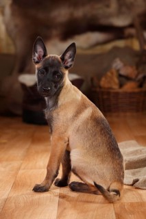 Malinois