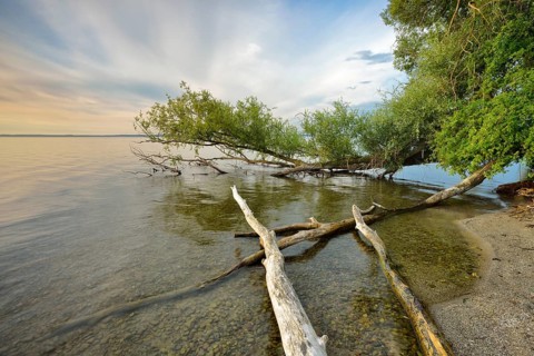 Untouched nature on the banks of the Muritz