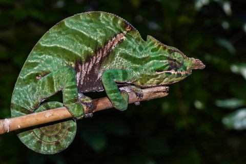 Biporn Chameleon (Furcifer balteatus)