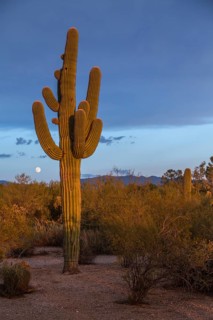 Saguaro in the evening light