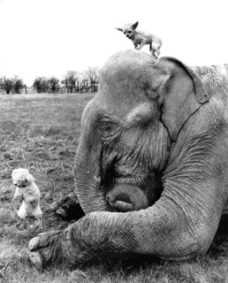 Elephant with two dogs