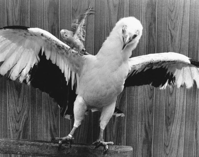 Eagle with parakeet