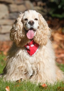 American Cocker Spaniel