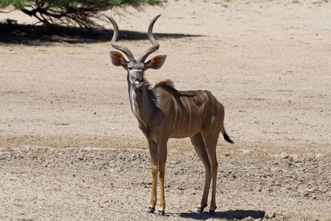 Greater kudu (Tragelaphus strepsiceros)