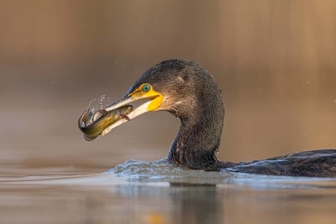 Great cormorant (Phalacrocorax carbo) animal portrait