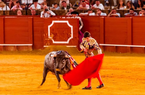 Racing bull with matador