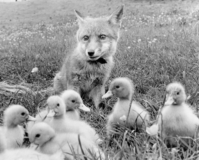 Fox and small ducks