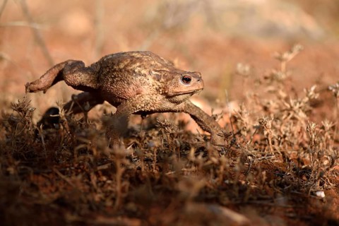 Large female of common toad (Bufo bufo spinosus)