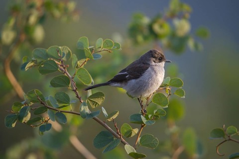 Southern Fiscal Shrike (Lanius collaris) sits on branch