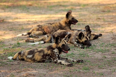 African wild dogs (Lycaon pictus)