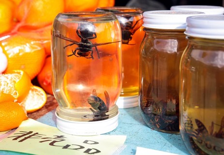 Sake pickled hornets next to honey pickled bees
