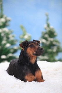 German hunting terrier